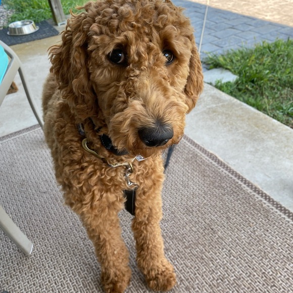 Meet your Posher, Stacey - Picture 2 of 3